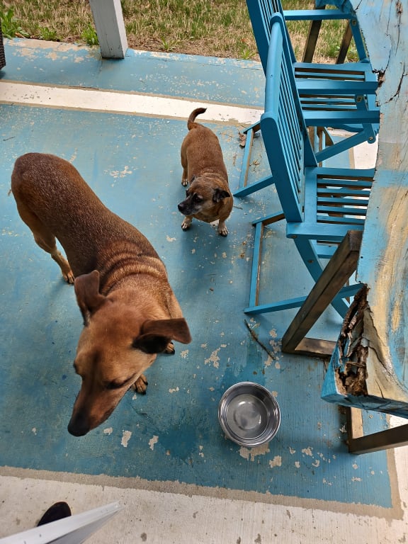 Customer Image Captioned: Great pets