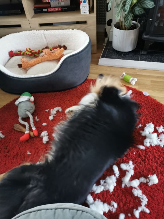 Surviving toys taking refuge in the comfy new bed.