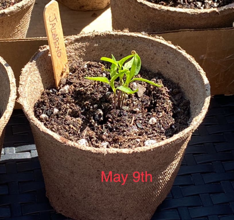 Salsa Grow Kit from Uncommon Goods. Customer submitted image.