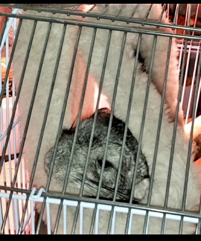 Customer Image Captioned: Luke in his warm comphy bed aka sterling trapper hat