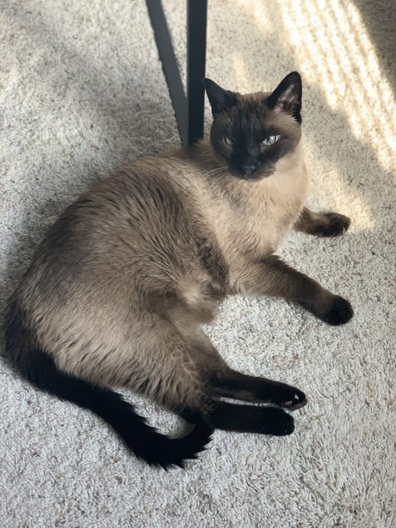 Kidney Support Gold Cat Kidney Disease Support Petwellbeing Com