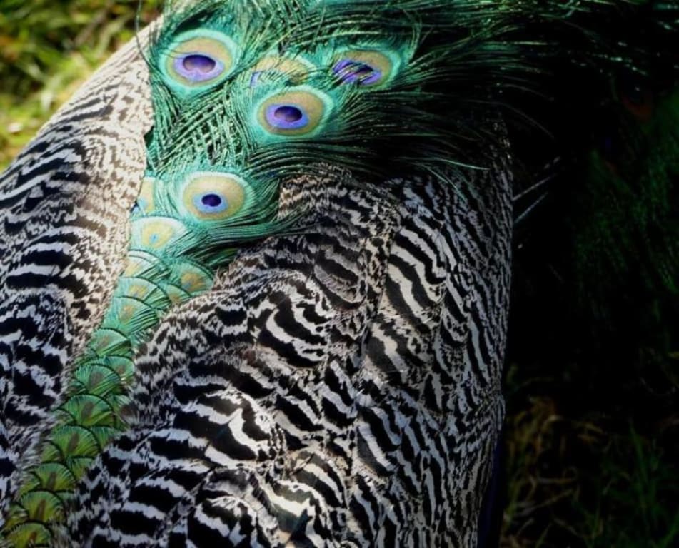 Large Peacocks w/Colorful Feathers (Set of 2) only $1,449.00 at Garden Fun