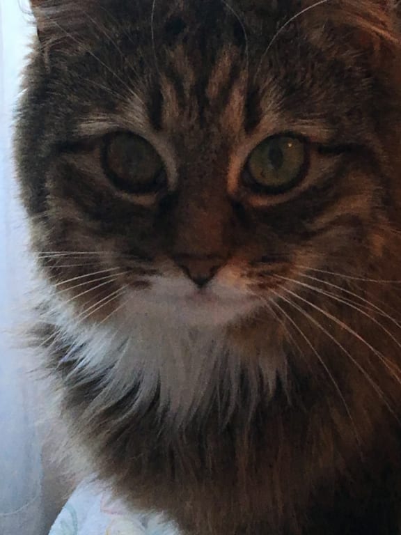 Life Gold Cat Cancer Support Petwellbeing Com