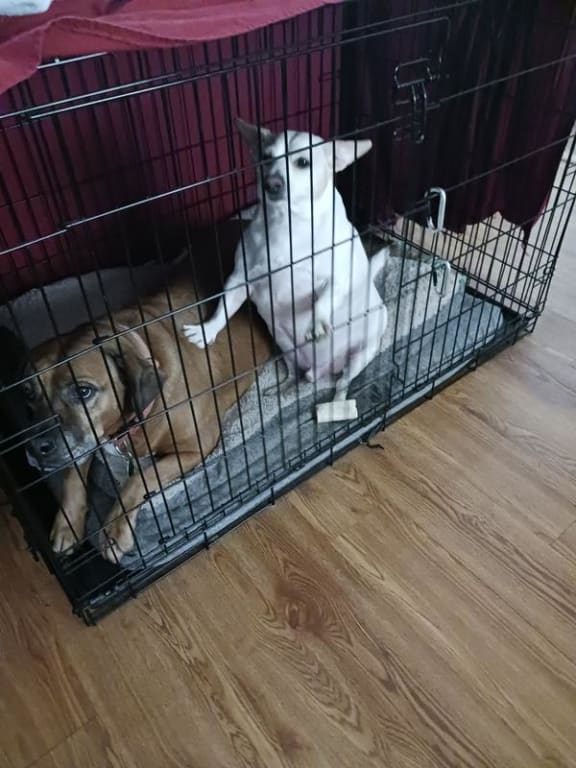 user uploaded review image2 , graphic