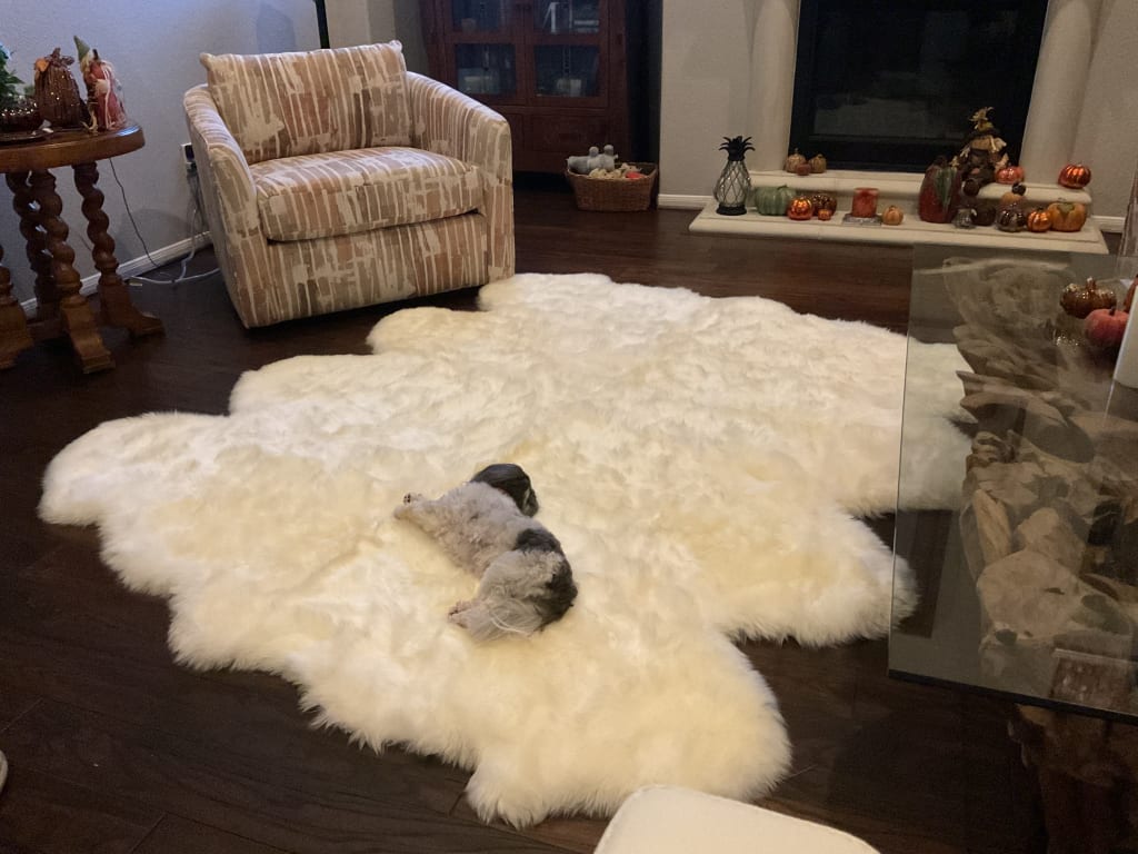 Customer Image Captioned: Dog approved!