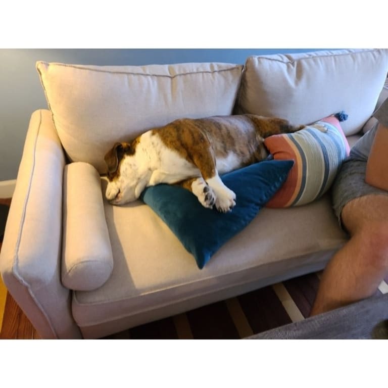 OVIOS High Back Couch,MidCentry Colorful Upholstered Sofa Metal Golden