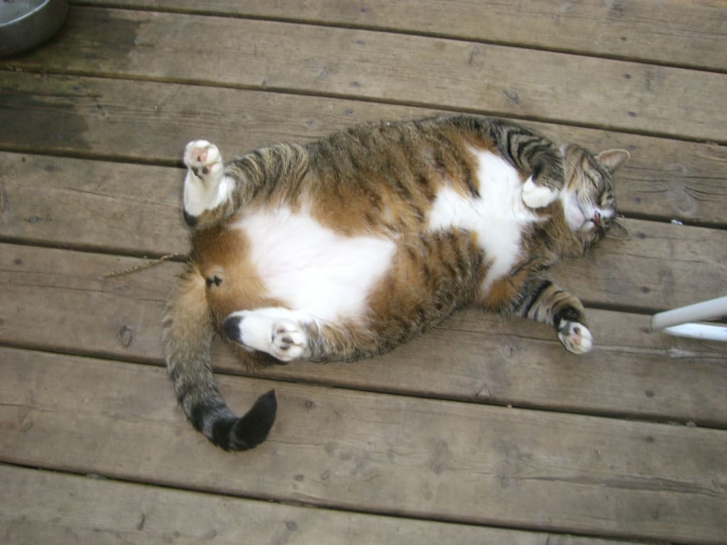 Blood Sugar Gold Cat Feline Diabetes Support Petwellbeing Com