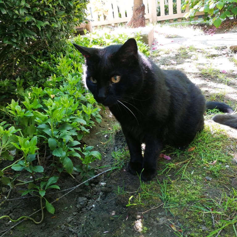 Life Gold Cat Cancer Support Petwellbeing Com