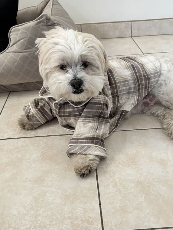 Gap dog pyjamas shop