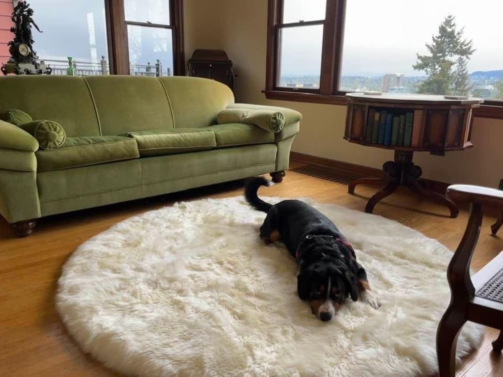 Customer Image Captioned: Our herding dog loves it