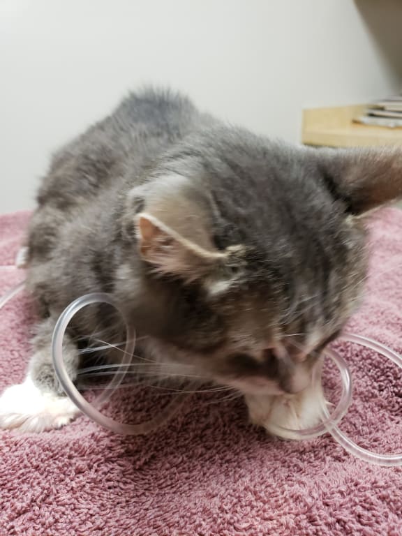 Kidney Support Gold Cat Kidney Disease Support Petwellbeing Com