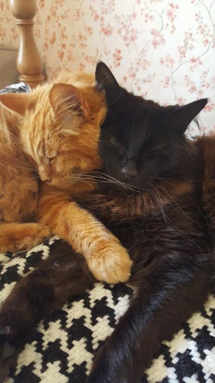 Go-Cat Adult Dry Cat Food Herring Tuna Pets - Main Image