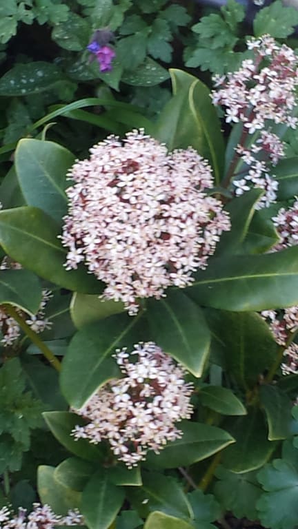 Buy Laurustinus Viburnum Tinus French White 18 99 Delivery By Crocus