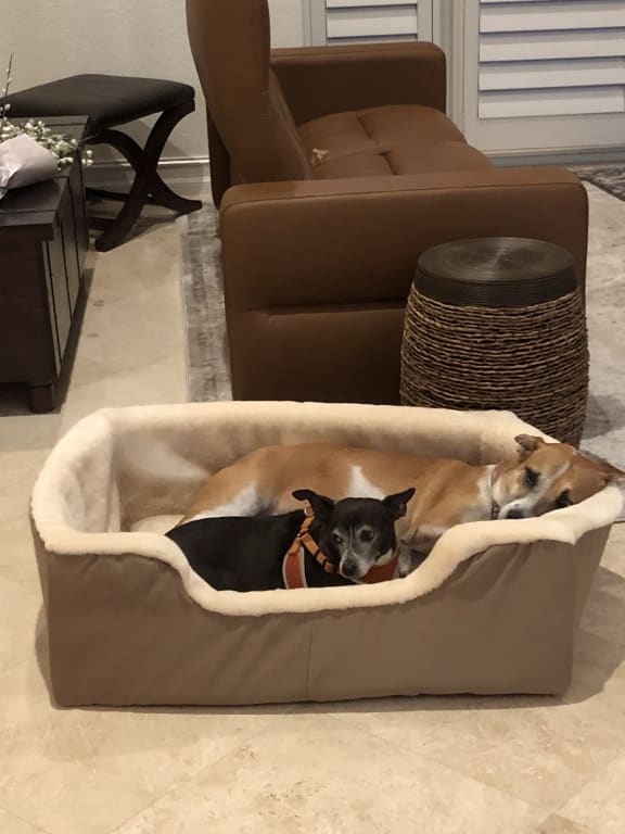 Customer Image Captioned: They love this bed enough to share!
