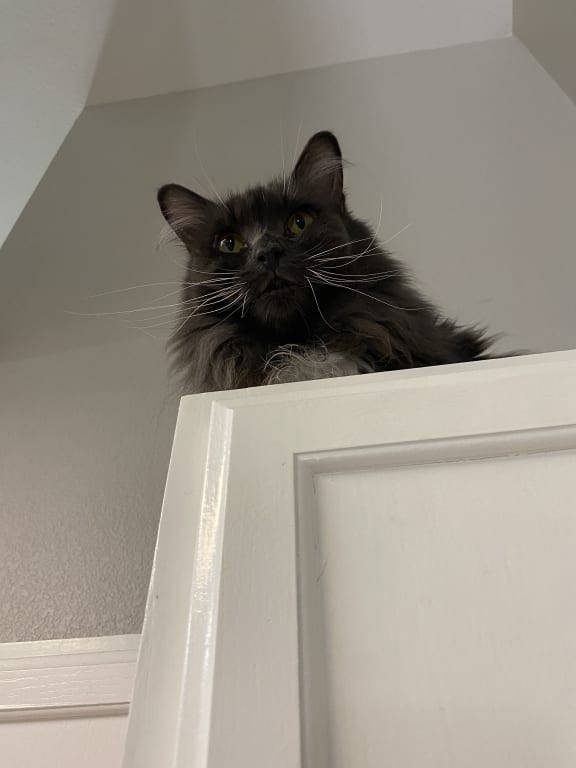 user uploaded review image2 , graphic