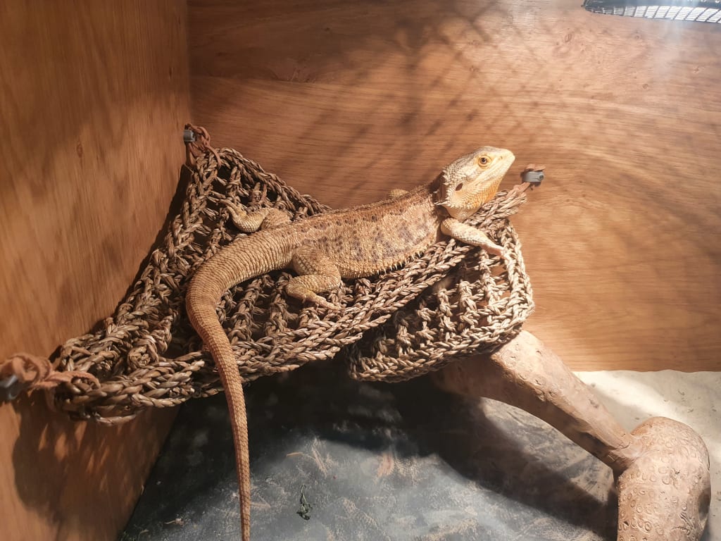 Reptology Lizard Lounger Extra Large Straight Hammock 29"L X 7"W