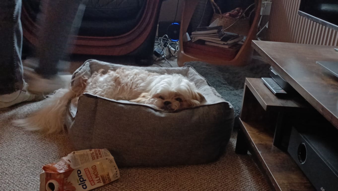 Too comfy. Won't get up!