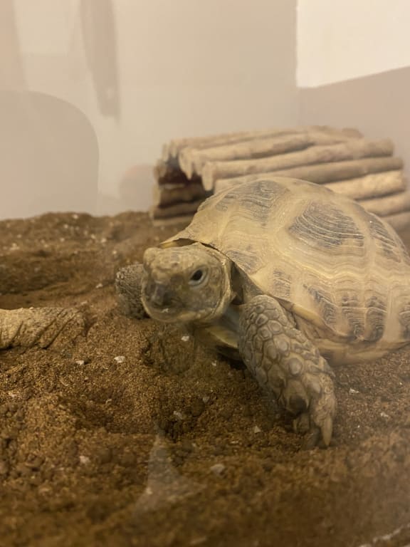 Pets at Home Reptile Substrate Tortoise Terrain Pets