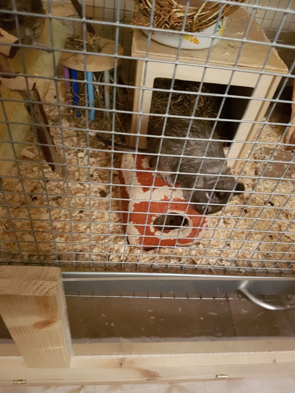 Having a good chew!