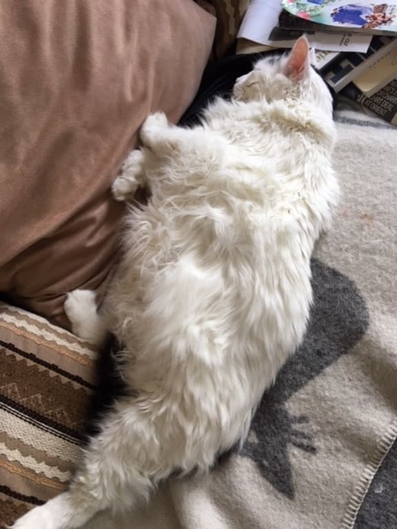 Blood Sugar Gold Cat Feline Diabetes Support Petwellbeing Com