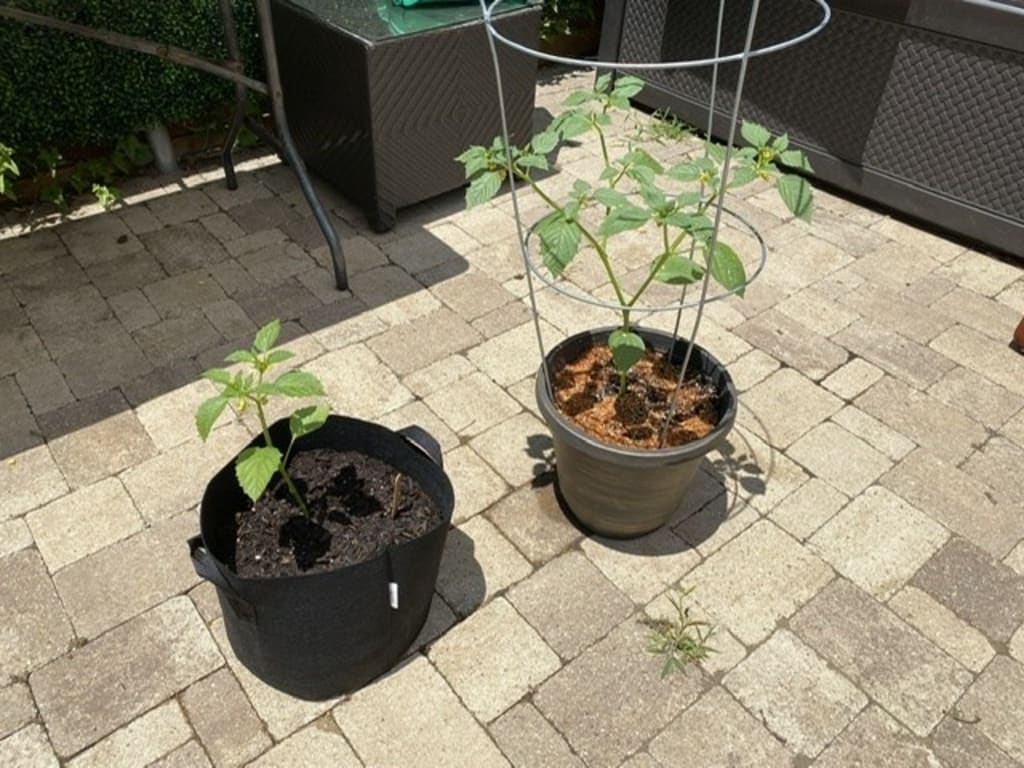 Salsa Grow Kit from Uncommon Goods. Customer submitted image.