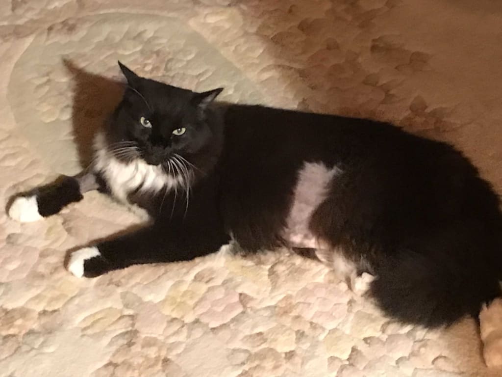 Life Gold Cat Cancer Support Petwellbeing Com