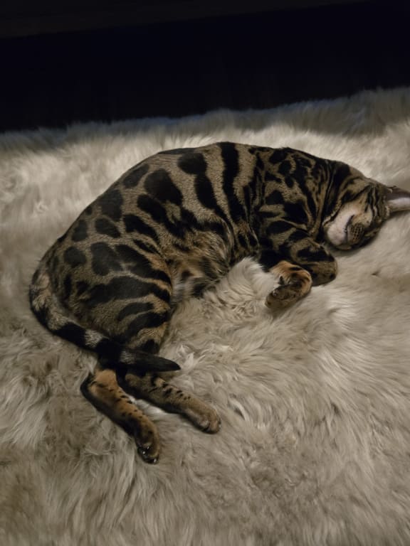 Customer Image Captioned: Sweet dreams on quality fur!!