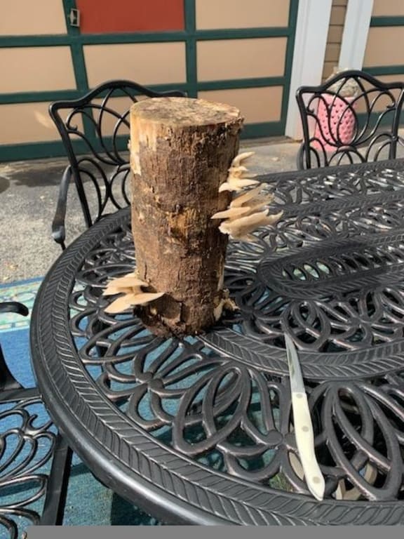 Oyster Mushroom Log Kit from Uncommon Goods. Customer submitted image.