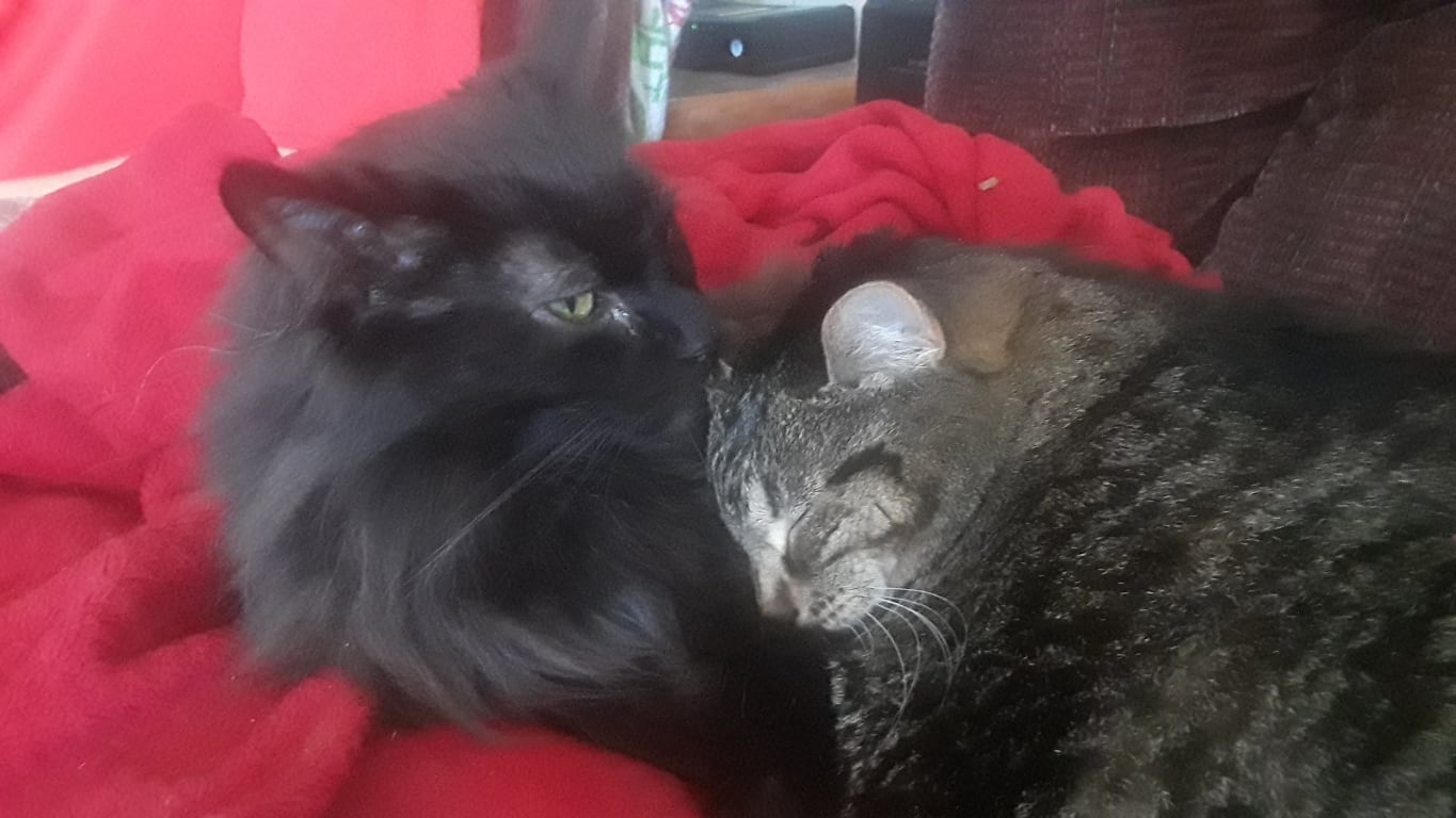 Mushroom Immune Gold For Feline Cancer Support Petwellbeing Com