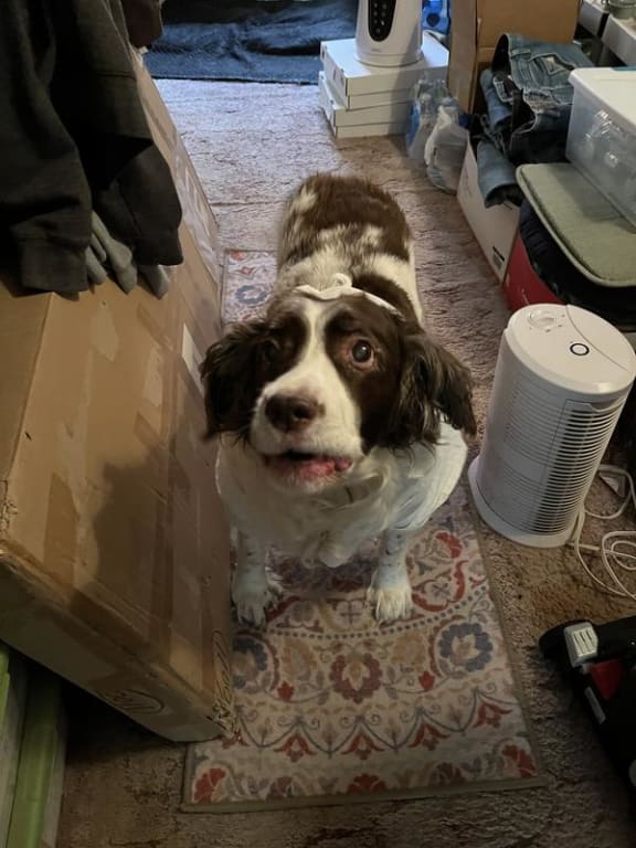 user uploaded review image1 , graphic