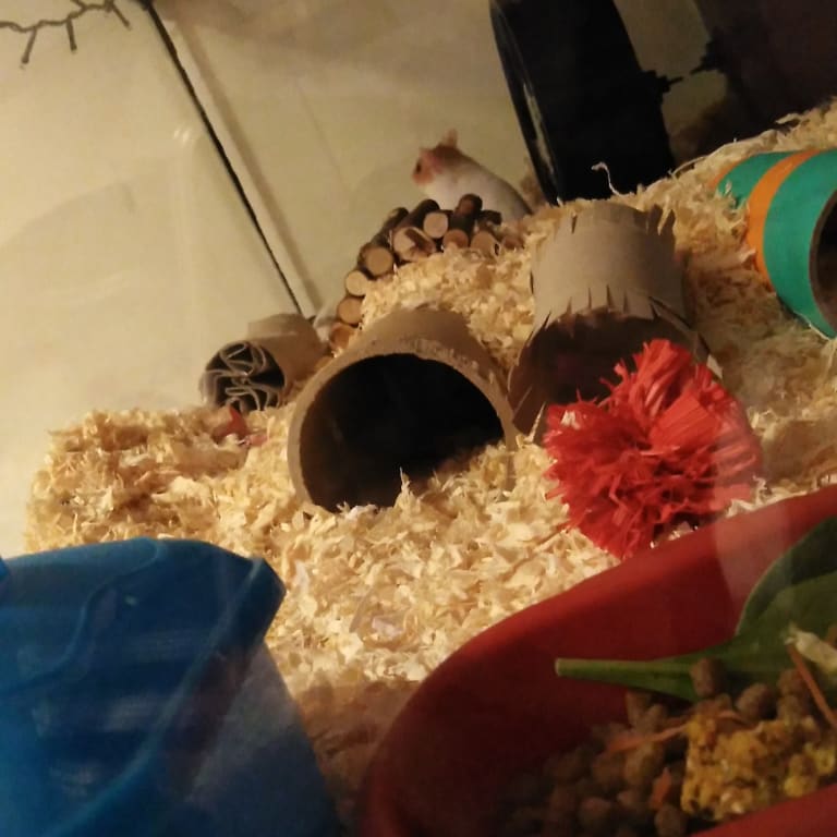 The first day it was put in she wasnt sure but soon destroyed it