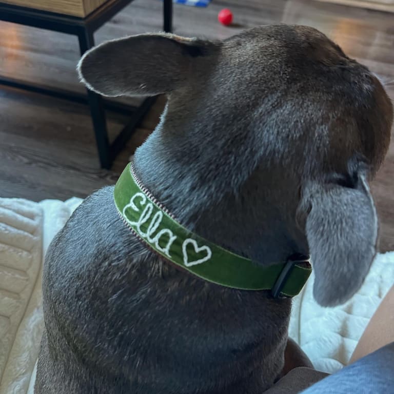 Personalized Hand Embroidered Dog Collar from Uncommon Goods. Customer submitted image.