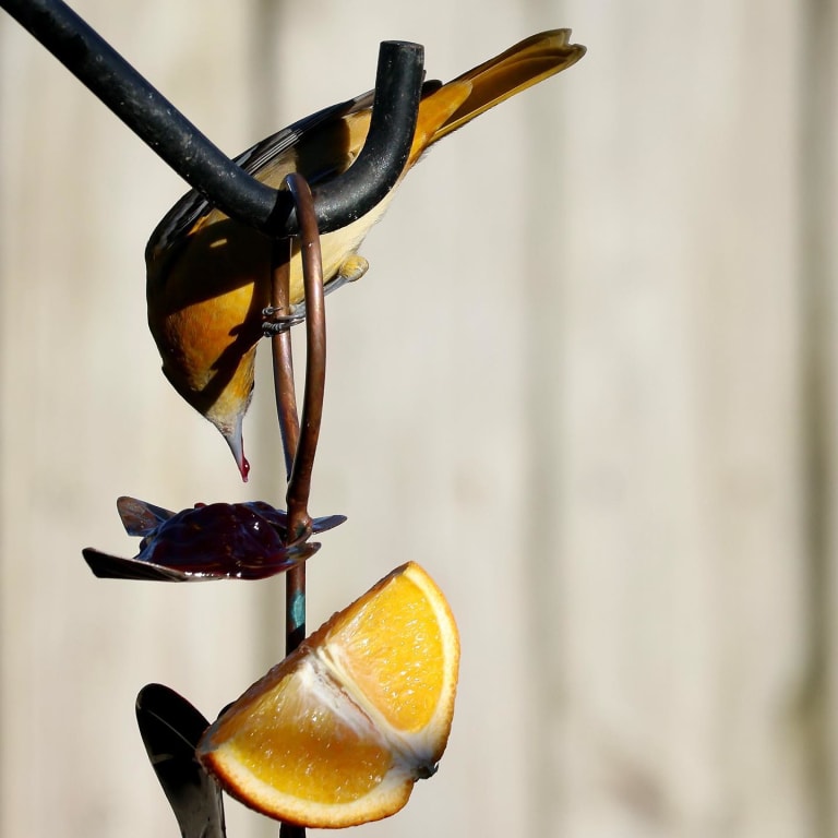 Birdie Fruit Feeder from Uncommon Goods. Customer submitted image.