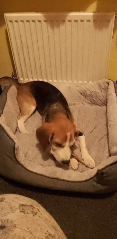 Sonic can't leave the bed for a second!