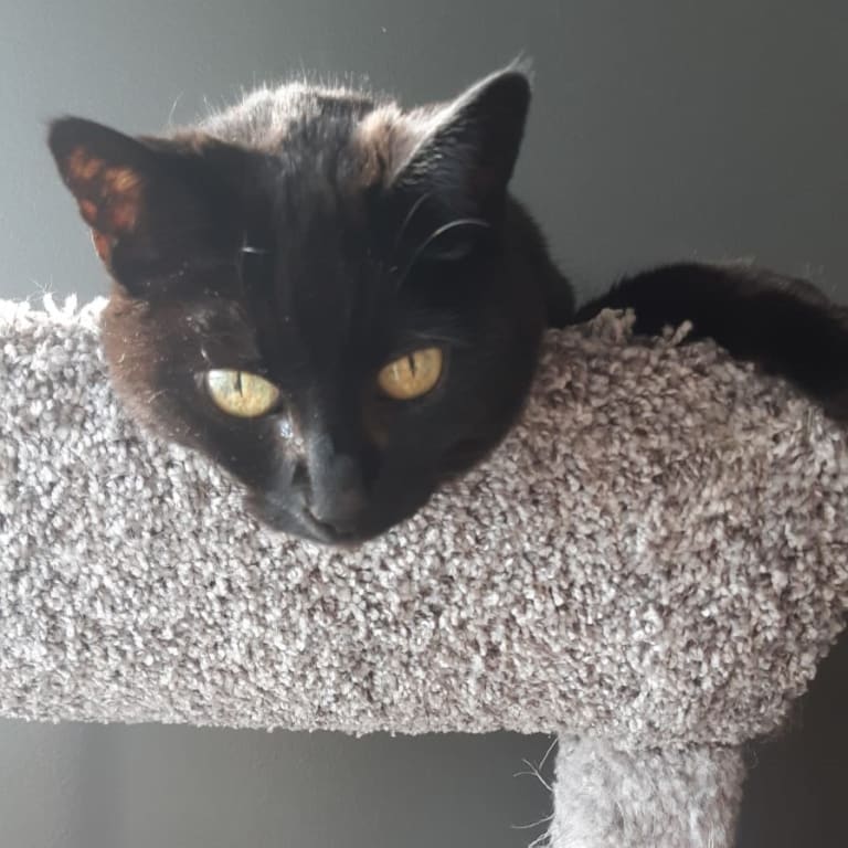 Urinary Gold For Feline Urinary Tract Health Petwellbeing Com