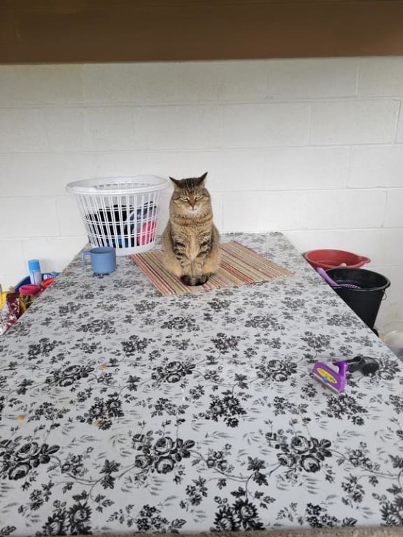 user uploaded review image4 , graphic