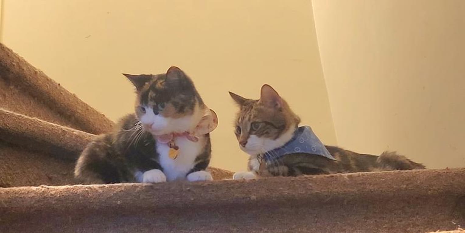 user uploaded review image2 , graphic