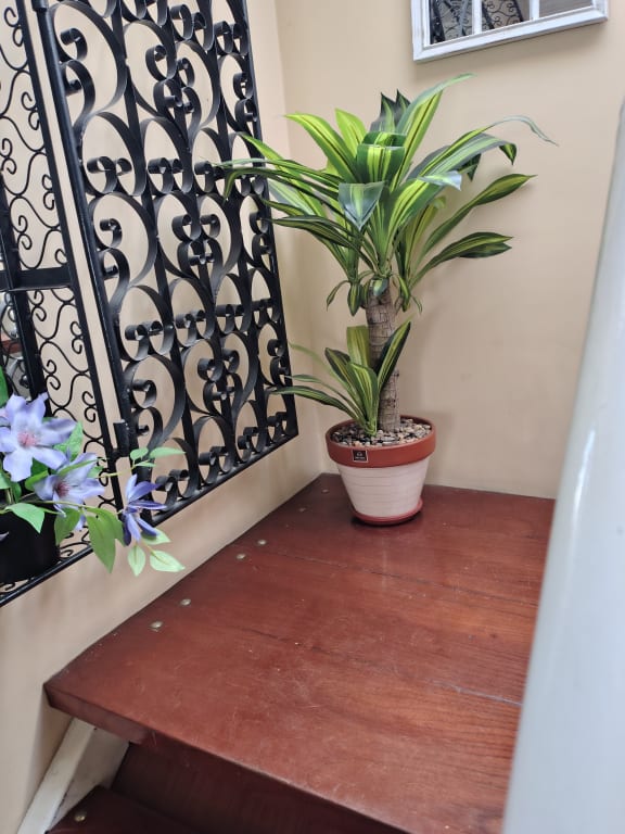 Planta
