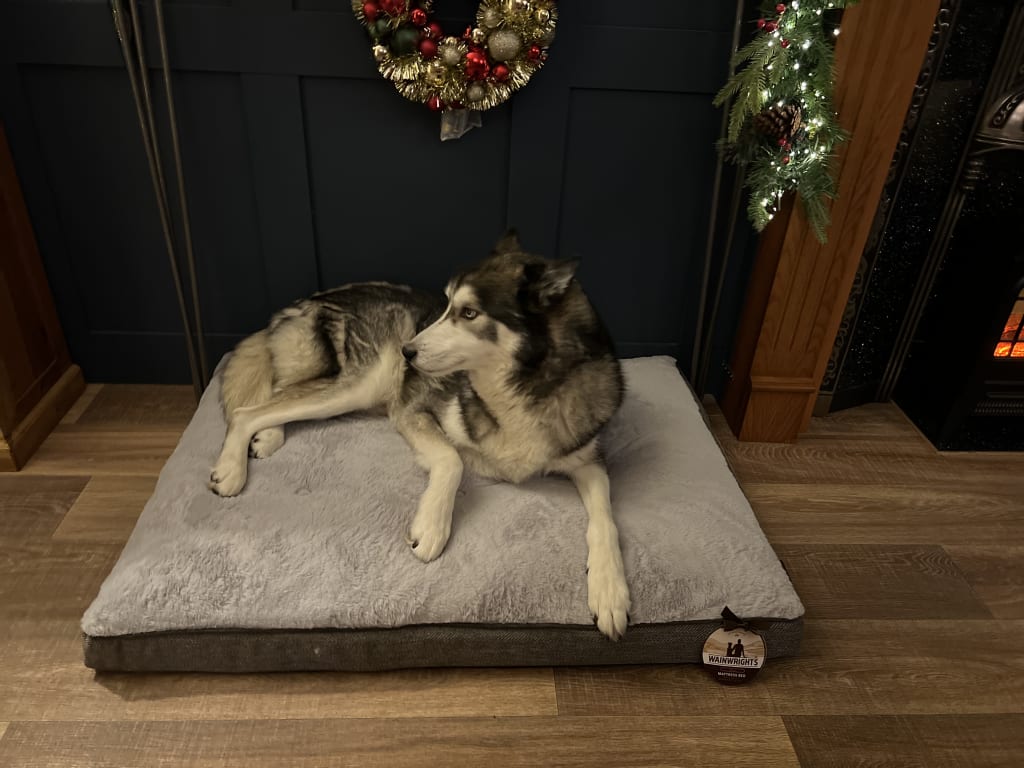 Jax (nearly 10years)