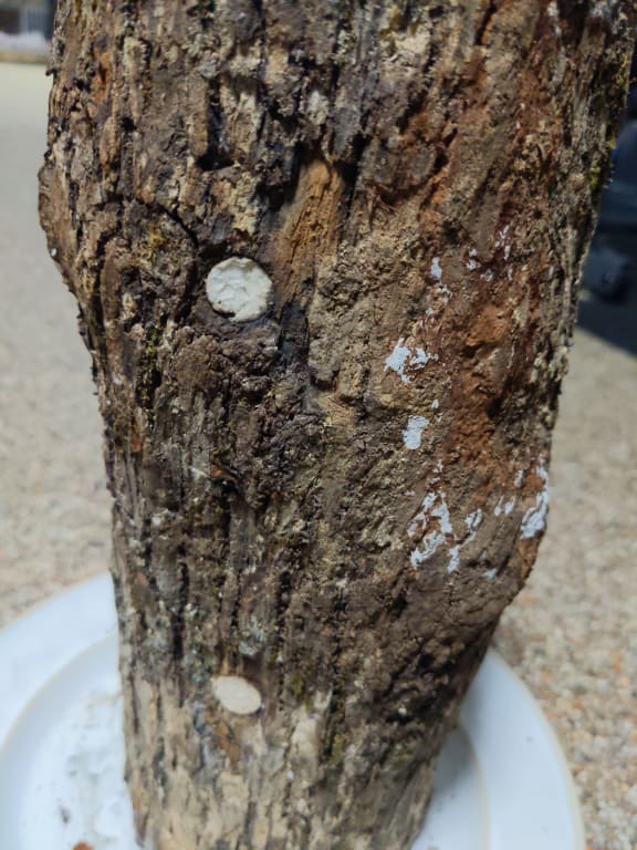Shiitake Mushroom Log Kit from Uncommon Goods. Customer submitted image.