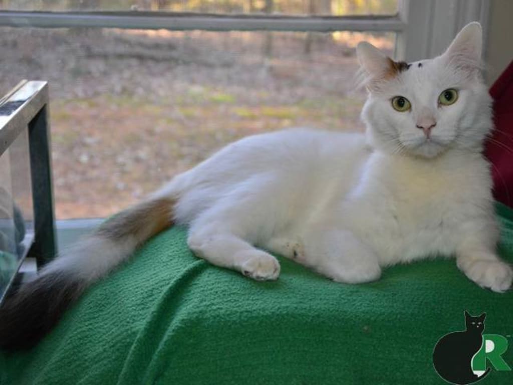 Urinary Gold For Feline Urinary Tract Health Petwellbeing Com