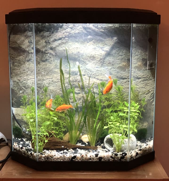 30 Gallon Fish Tank Goldfish Free Shipping! Aqua Culture 29 Gallon