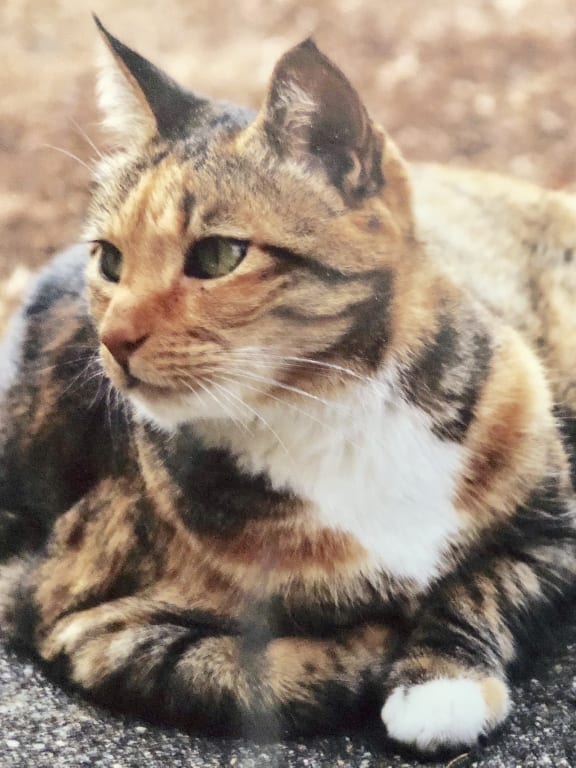 user uploaded review image1 , graphic