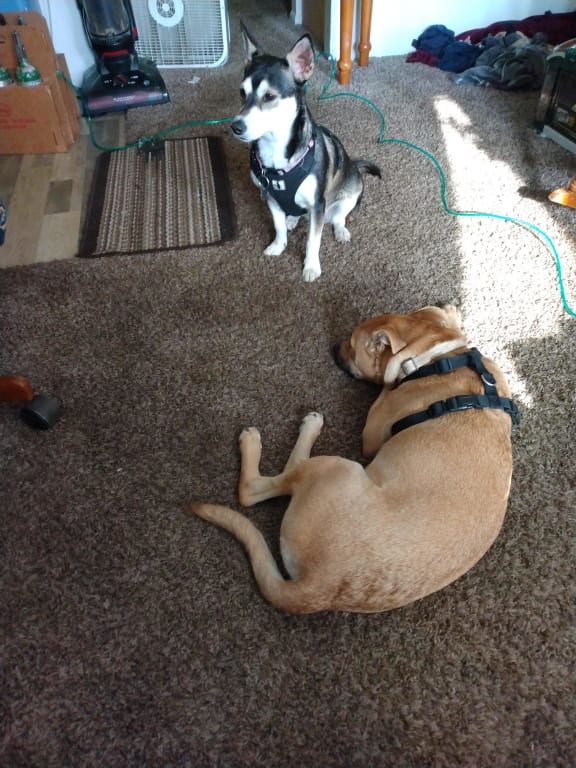 user uploaded review image2 , graphic