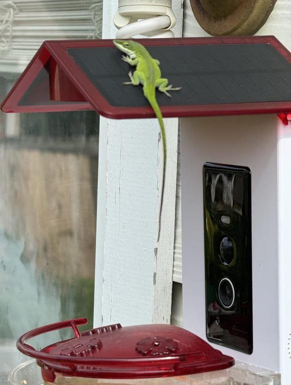 An anole lizard basking on the solar panel 😆