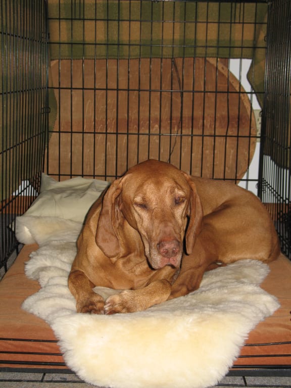 Customer Image Captioned: That's a happy dog!