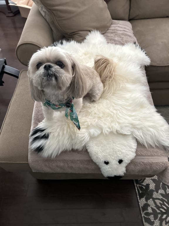 Customer Image Captioned: It's a dog's life ❤️