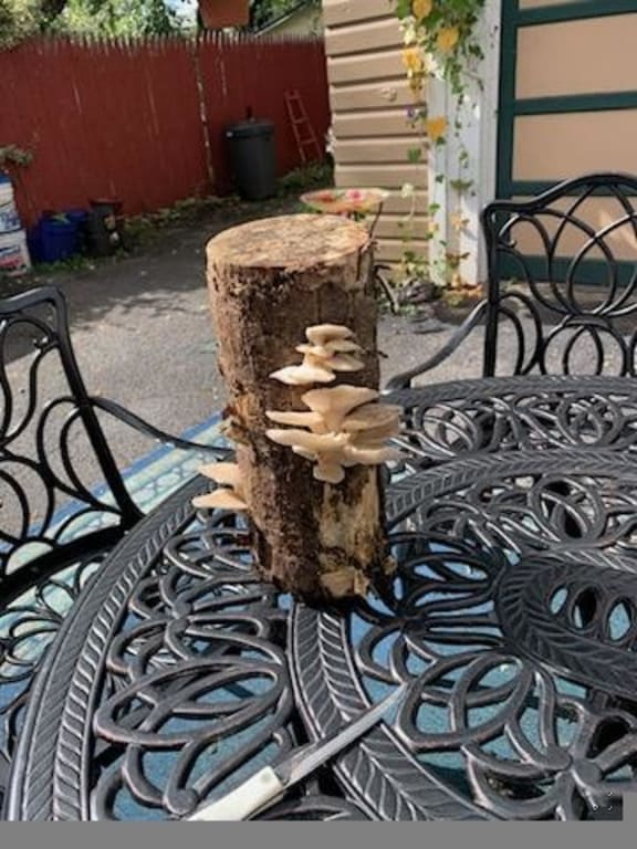 Oyster Mushroom Log Kit from Uncommon Goods. Customer submitted image.