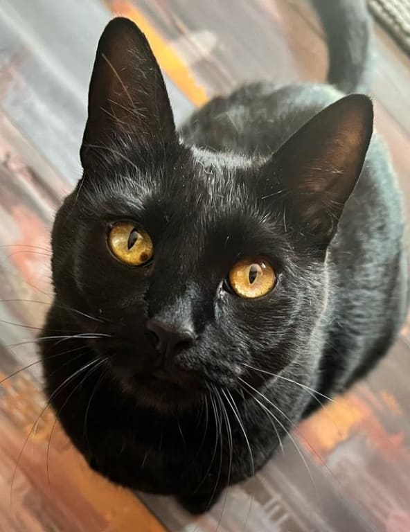 user uploaded review image4 , graphic