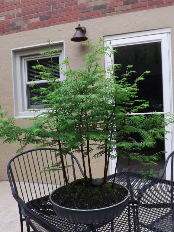 Dawn Redwood Bonsai Forest from Uncommon Goods. Customer submitted image.